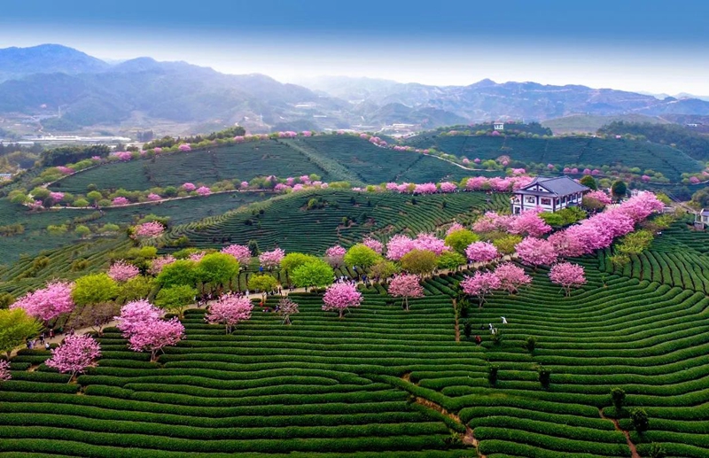 1--永福樱花茶旅景区_副本.jpg 1--永福樱花茶旅景区_副本.jpg